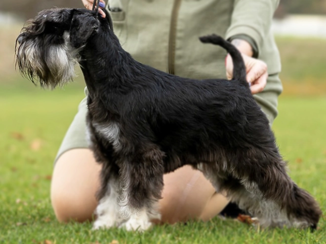 Miniature Schnauzer puppy for sale