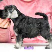 Thunderbird, black and silver Zwergschnauzer Welpen kaufen