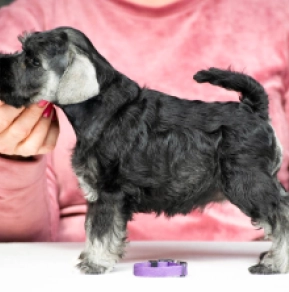 Zwergschnauzer Welpe kaufen