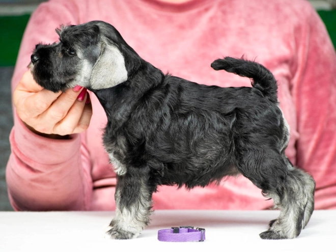 Zwergschnauzer Welpe kaufen