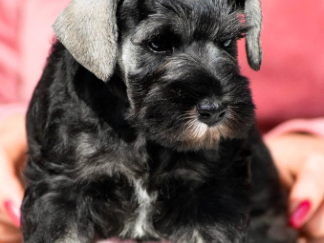 Zwergschnauzer Welpe kaufen