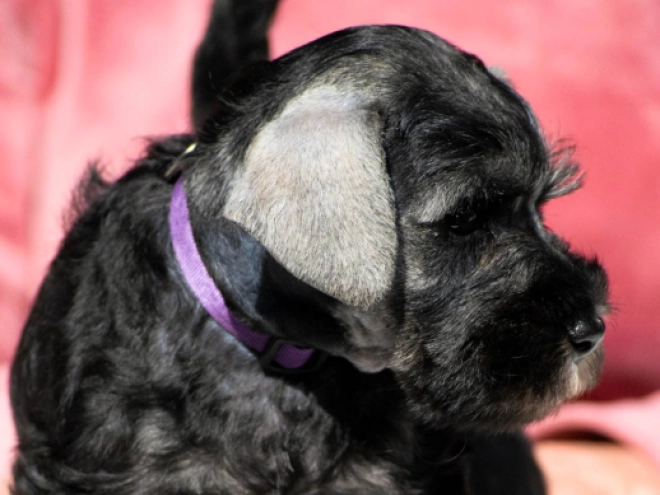 Zwergschnauzer Welpe kaufen