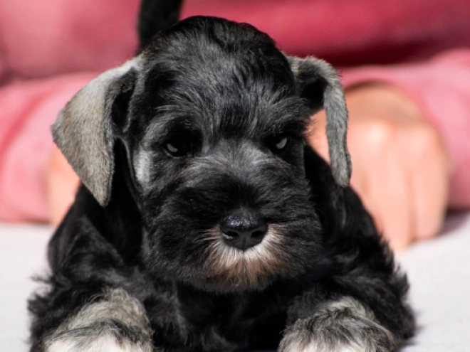 Zwergschnauzer Welpe kaufen