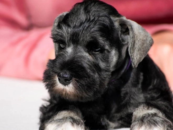 Zwergschnauzer Welpe kaufen