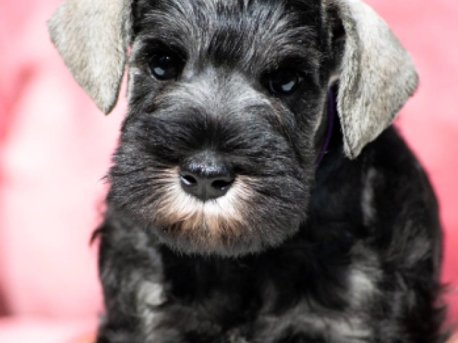 Zwergschnauzer Welpe kaufen