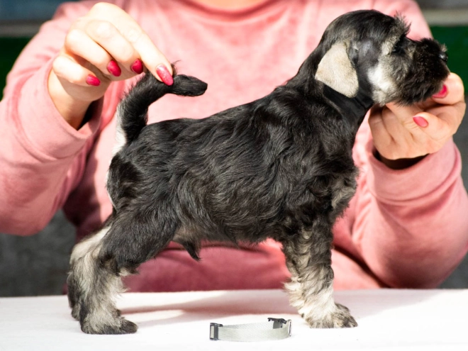 Zwergschnauzer Welpe kaufen