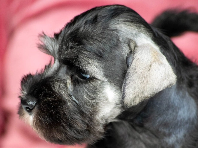 Zwergschnauzer Welpe kaufen