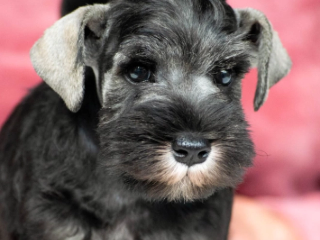 Zwergschnauzer Welpe kaufen
