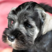 Little Boy, black and silver Miniature Schnauzer for sale