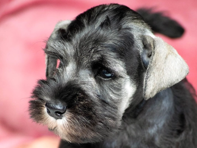 Zwergschnauzer Welpe kaufen