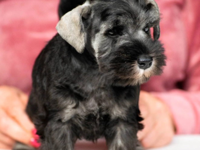 Zwergschnauzer Welpe kaufen