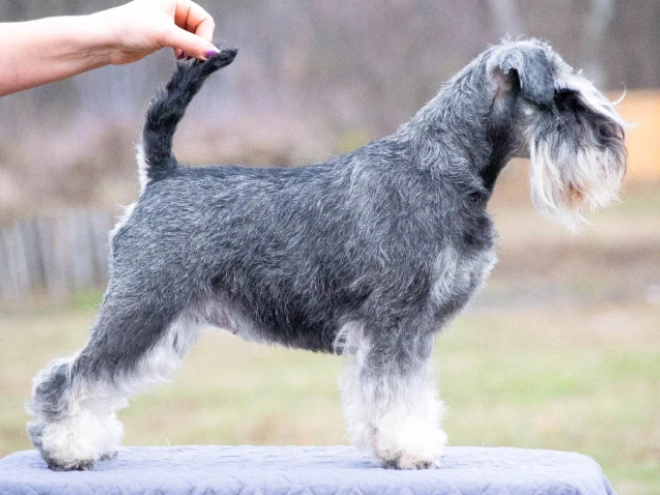 Zwergschnauzer Welpe kaufen