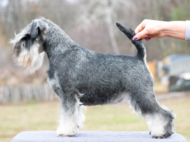 Zwergschnauzer Welpe kaufen