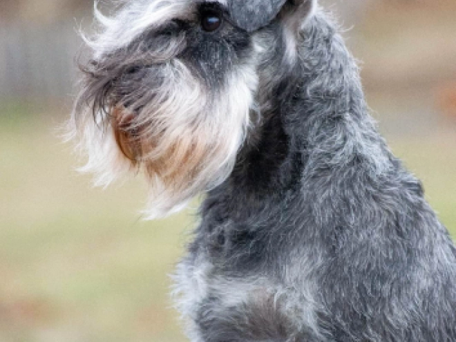 Zwergschnauzer Welpe kaufen
