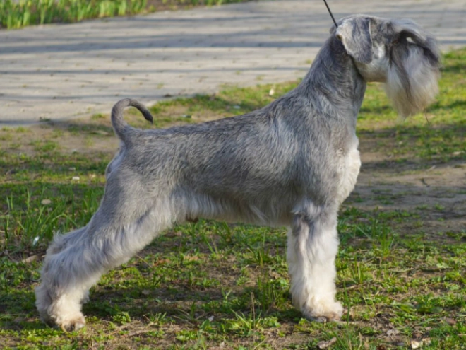 Zwergschnauzer Welpe kaufen