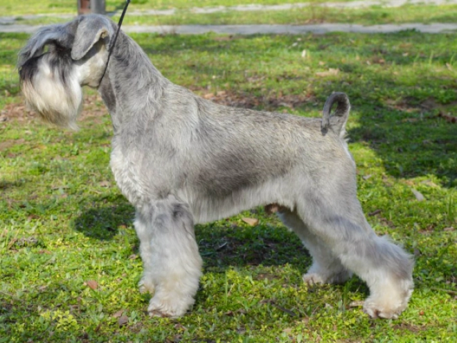 Zwergschnauzer Welpe kaufen