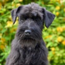 Eric Cartman, black Miniature Schnauzer for sale