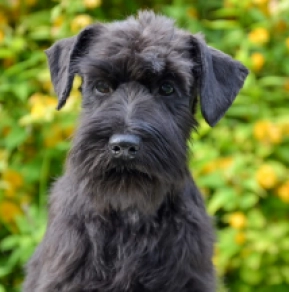 Miniature Schnauzer puppy for sale