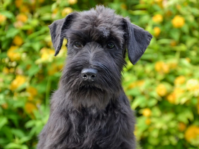 Zwergschnauzer Welpe kaufen