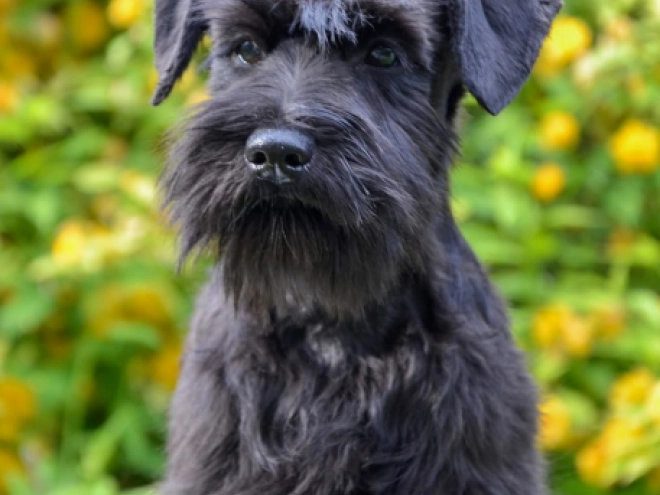 Zwergschnauzer Welpe kaufen
