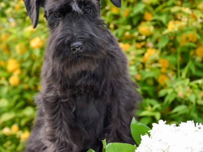 Zwergschnauzer Welpe kaufen
