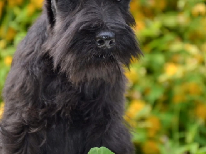 Zwergschnauzer Welpe kaufen
