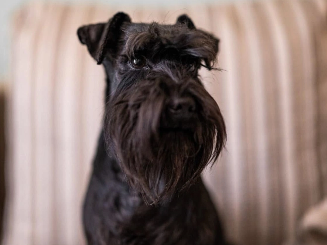 Zwergschnauzer Welpe kaufen