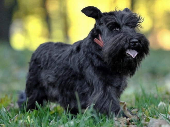 Zwergschnauzer Welpe kaufen