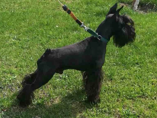 Zwergschnauzer Welpe kaufen