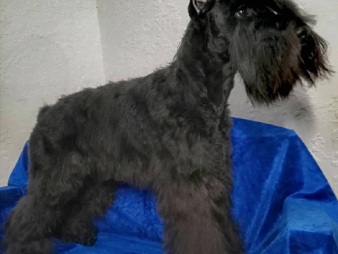 Zwergschnauzer Welpe kaufen