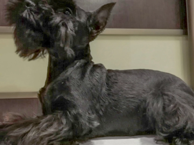 Zwergschnauzer Welpe kaufen
