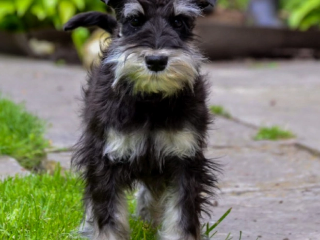 Perros Schnauzer Miniatura en venta