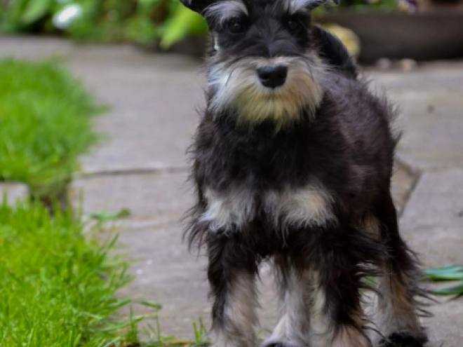 Perros Schnauzer Miniatura en venta