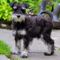 Theoden, black and silver Miniature Schnauzer for sale