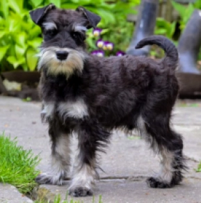 Miniature Schnauzer puppy for sale