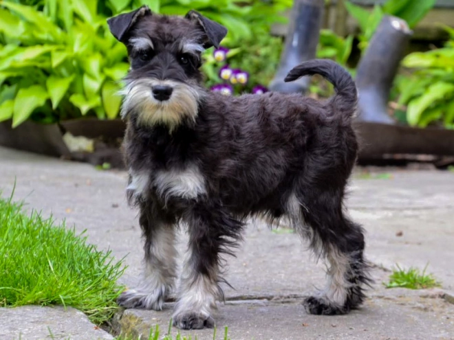 Perros Schnauzer Miniatura en venta