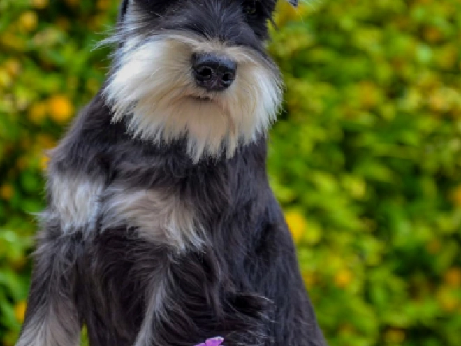Perros Schnauzer Miniatura en venta