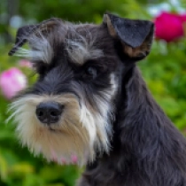 Tamlin, black and silver Miniature Schnauzer for sale