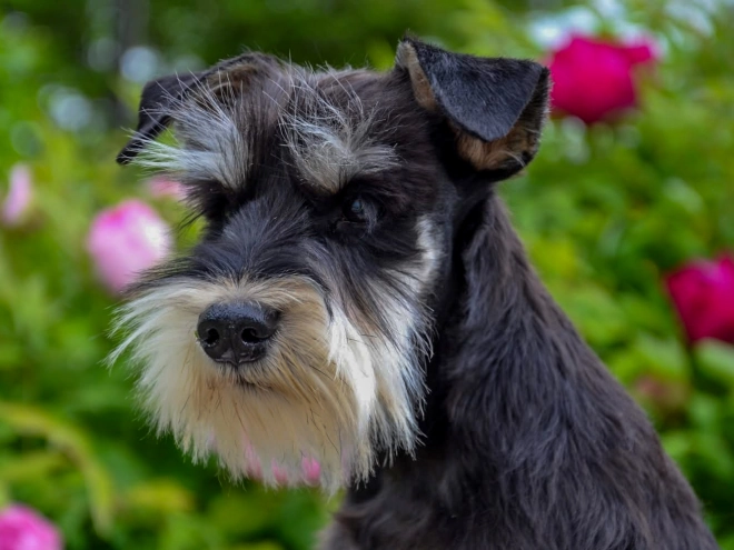 Perros Schnauzer Miniatura en venta