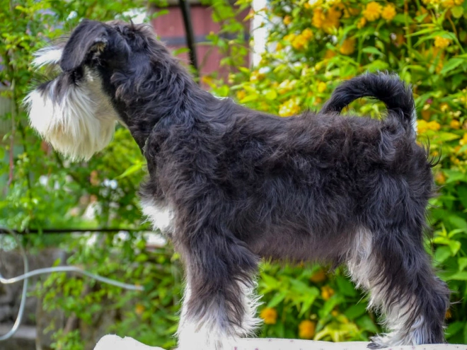 Zwergschnauzer Welpe kaufen
