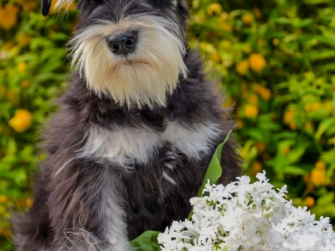 Zwergschnauzer Welpe kaufen