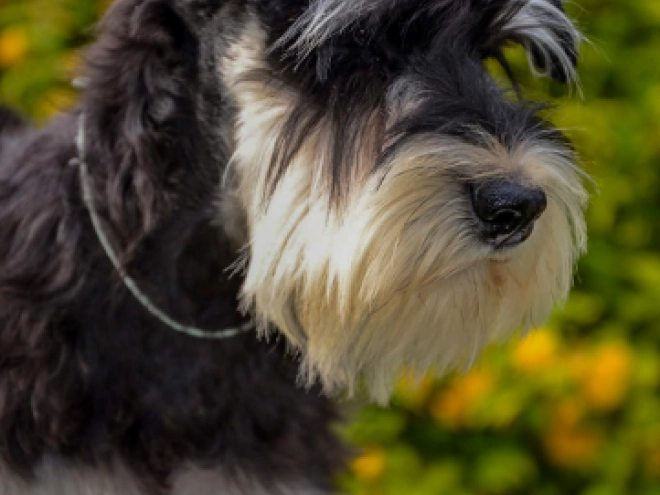 Zwergschnauzer Welpe kaufen