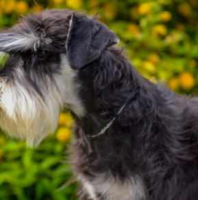 Miniature Schnauzer puppy for sale
