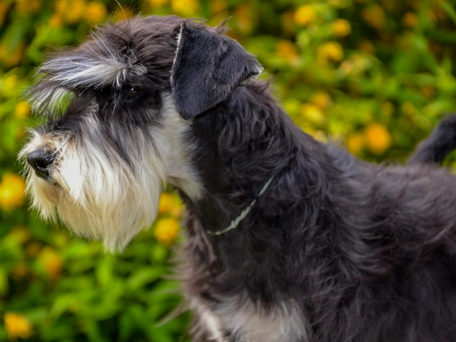 Zwergschnauzer Welpe kaufen