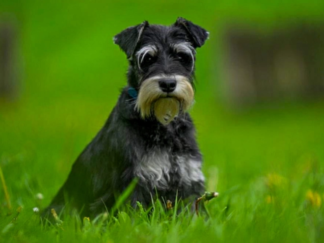Perros Schnauzer Miniatura en venta