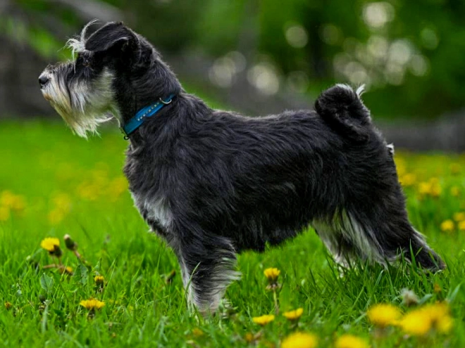 Perros Schnauzer Miniatura en venta