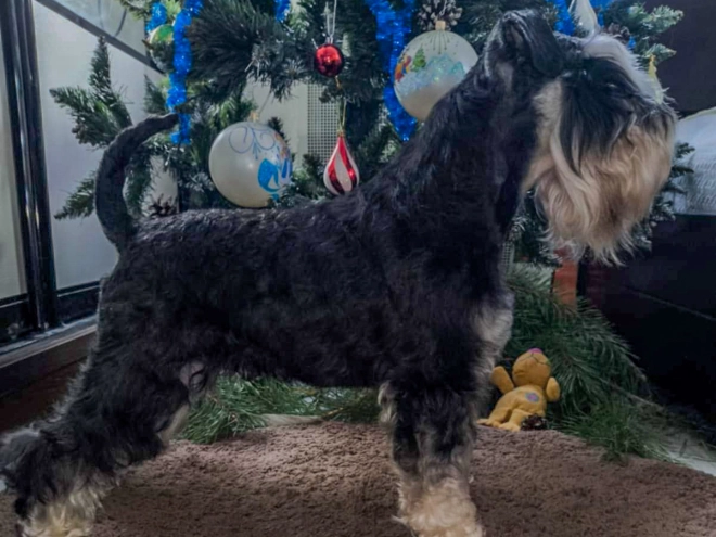 Perros Schnauzer Miniatura en venta