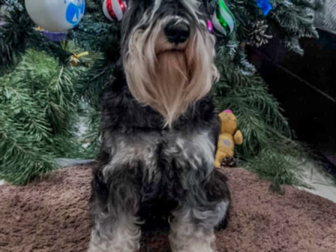 Perros Schnauzer Miniatura en venta