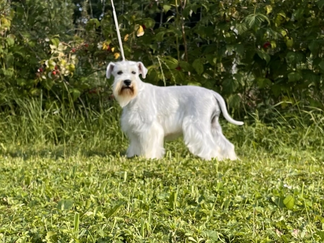 Zwergschnauzer Welpe kaufen