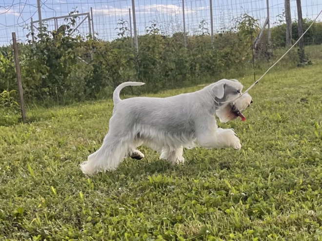 Zwergschnauzer Welpe kaufen